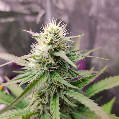 Sugar Candy growlog timeline photo