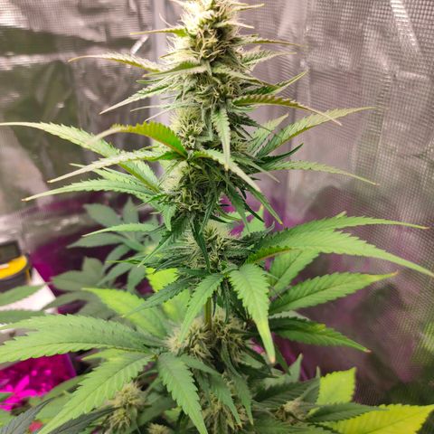 Sugar Candy growlog timeline photo