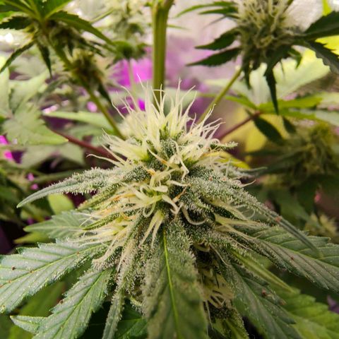 Sugar Candy growlog timeline photo