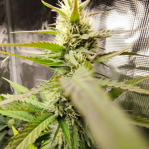 Sugar Candy growlog timeline photo