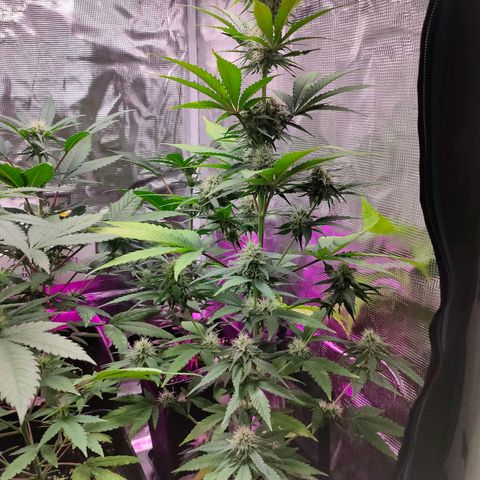 Sugar Candy growlog timeline photo