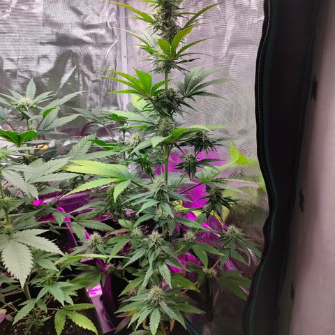 Sugar Candy growlog timeline photo