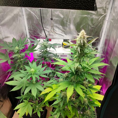 Sugar Candy growlog timeline photo