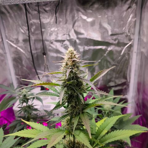 Sugar Candy growlog timeline photo