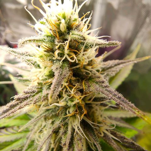 Sugar Candy growlog timeline photo
