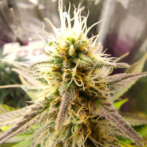Sugar Candy growlog timeline photo
