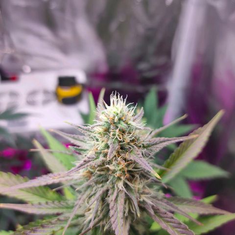 Sugar Candy growlog timeline photo