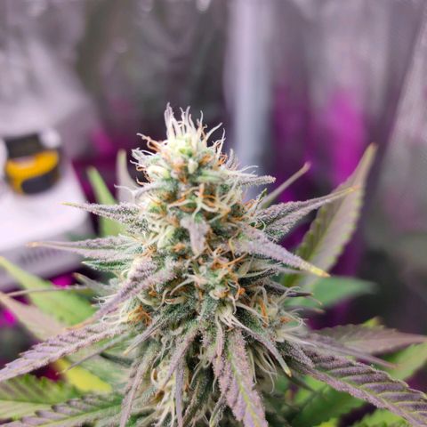 Sugar Candy growlog timeline photo