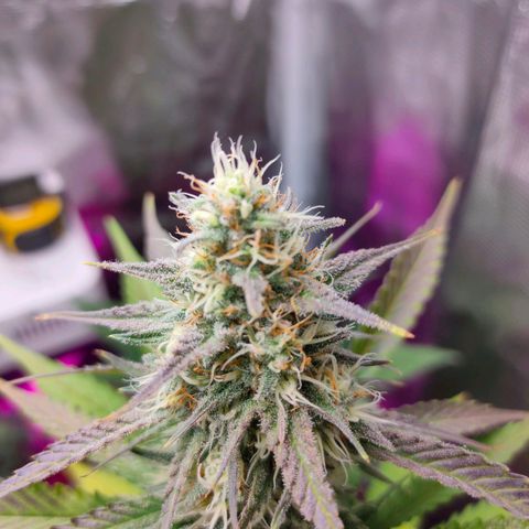 Sugar Candy growlog timeline photo