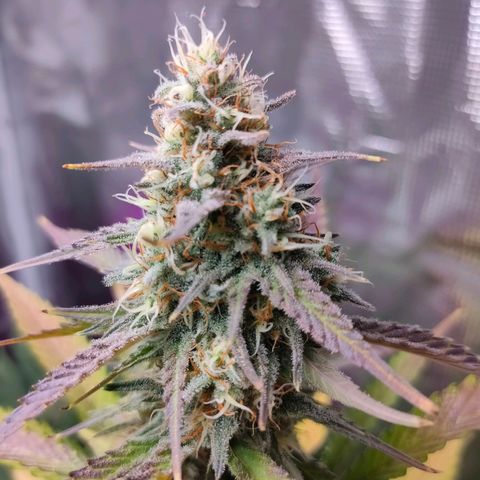 Sugar Candy growlog timeline photo