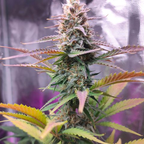 Sugar Candy growlog timeline photo