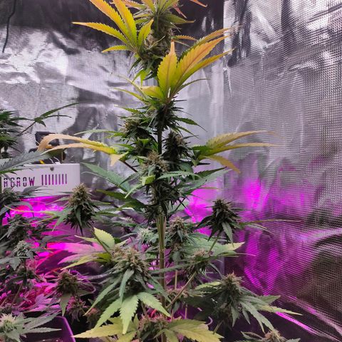 Sugar Candy growlog timeline photo