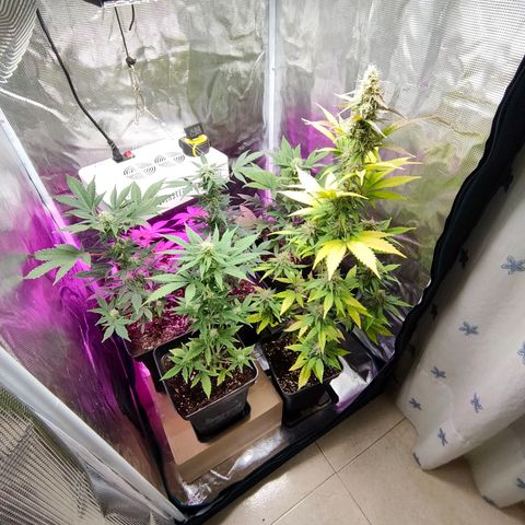 Sugar Candy growlog timeline photo