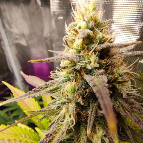 Sugar Candy growlog timeline photo