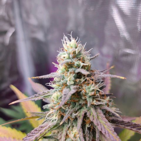 Sugar Candy growlog timeline photo
