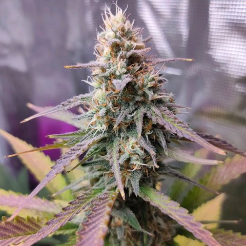 Sugar Candy growlog timeline photo