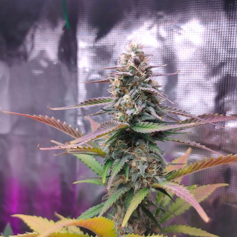 Sugar Candy growlog timeline photo
