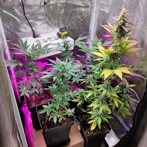 Sugar Candy growlog timeline photo