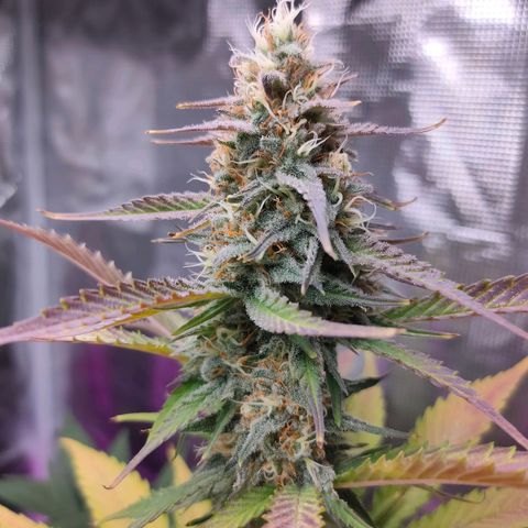 Sugar Candy growlog timeline photo