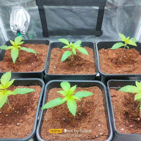Blueberry Cheesecake growlog timeline photo
