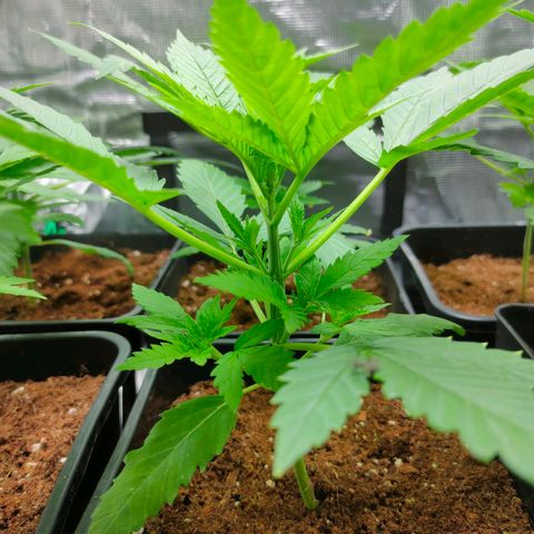 Blueberry Cheesecake growlog photo: Sanisimas