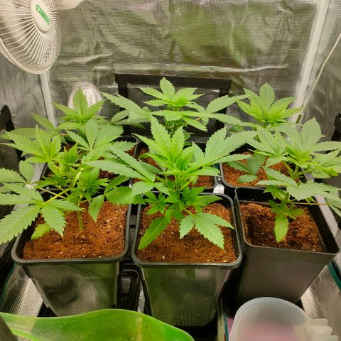 Blueberry Cheesecake growlog photo: Sanisimas