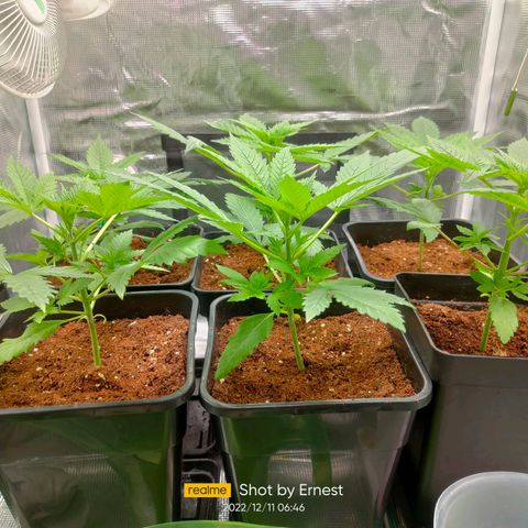 Blueberry Cheesecake growlog photo: Sanisimas