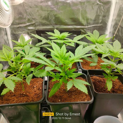 Blueberry Cheesecake growlog photo: Sanisimas