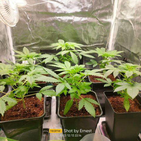 Blueberry Cheesecake growlog timeline photo