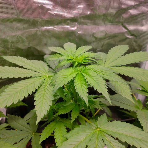 Blueberry Cheesecake growlog timeline photo