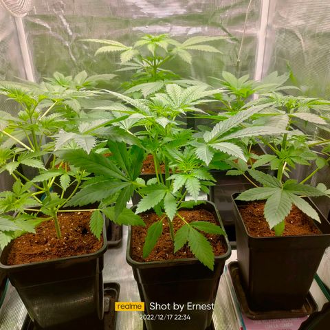 Blueberry Cheesecake growlog timeline photo