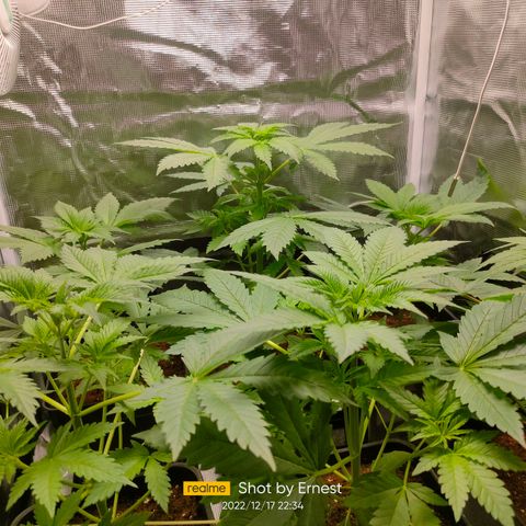 Blueberry Cheesecake growlog timeline photo