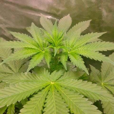 Blueberry Cheesecake growlog timeline photo