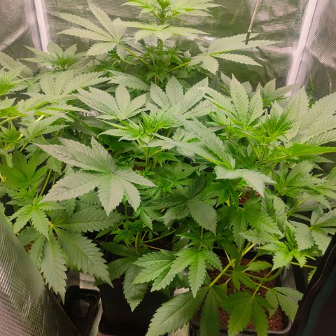 Blueberry Cheesecake growlog timeline photo