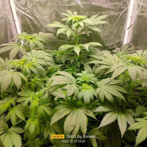 Blueberry Cheesecake growlog timeline photo