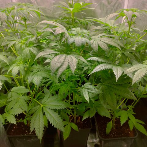 Blueberry Cheesecake growlog timeline photo