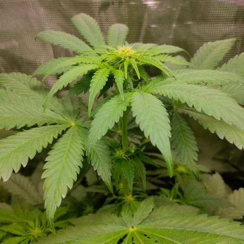 Blueberry Cheesecake growlog timeline photo
