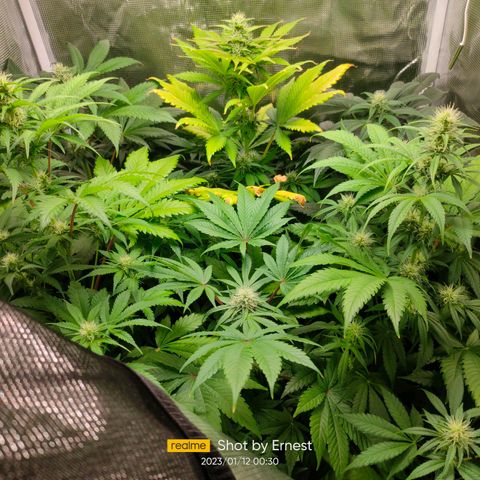 Blueberry Cheesecake growlog timeline photo