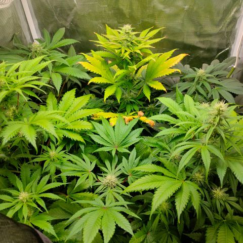Blueberry Cheesecake growlog timeline photo