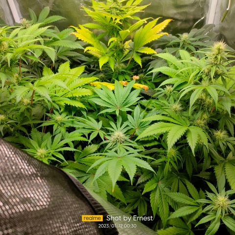 Blueberry Cheesecake growlog timeline photo