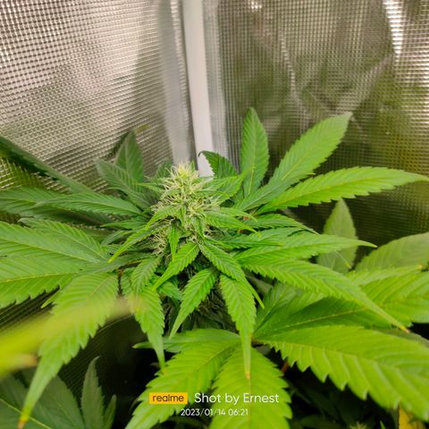 Blueberry Cheesecake growlog photo: Están muy sanas
