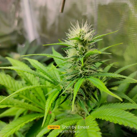 Blueberry Cheesecake growlog photo: Están muy sanas