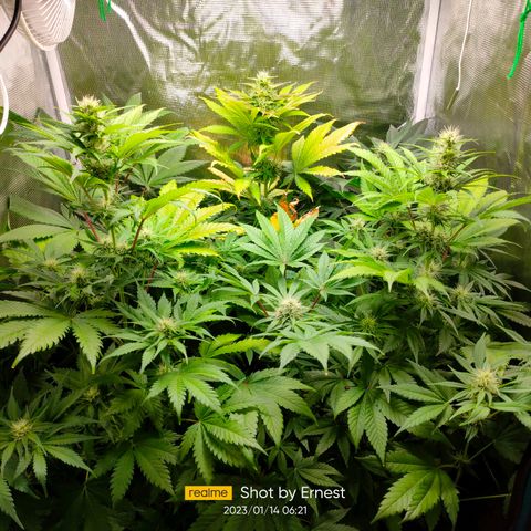 Blueberry Cheesecake growlog photo: Están muy sanas