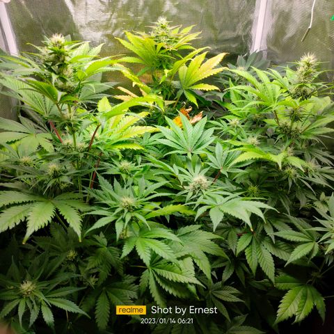 Blueberry Cheesecake growlog photo: Están muy sanas