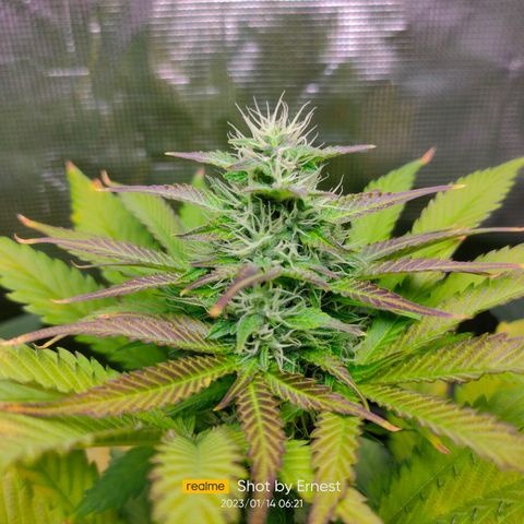 Blueberry Cheesecake growlog photo: Están muy sanas