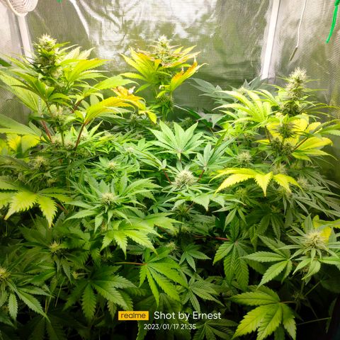 Blueberry Cheesecake growlog photo: Último riego con fertilizantes