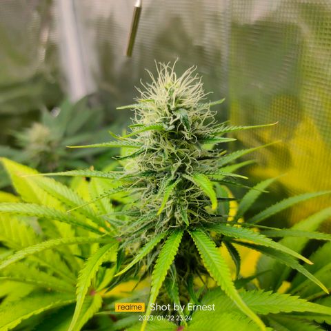 Blueberry Cheesecake growlog photo: Empieza la madurez