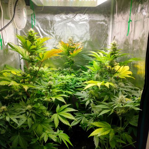 Blueberry Cheesecake growlog photo: Empieza la madurez