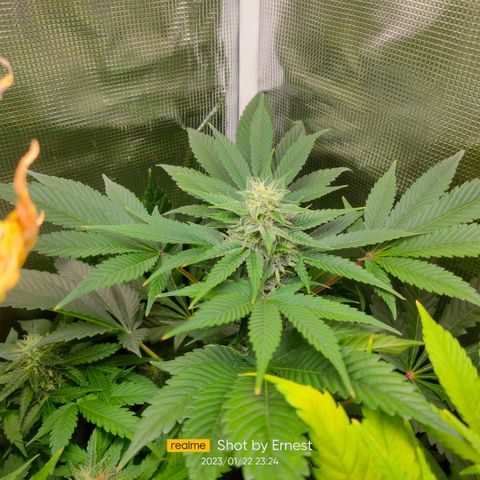Blueberry Cheesecake growlog photo: Empieza la madurez
