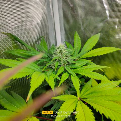 Blueberry Cheesecake growlog photo: Empieza la madurez